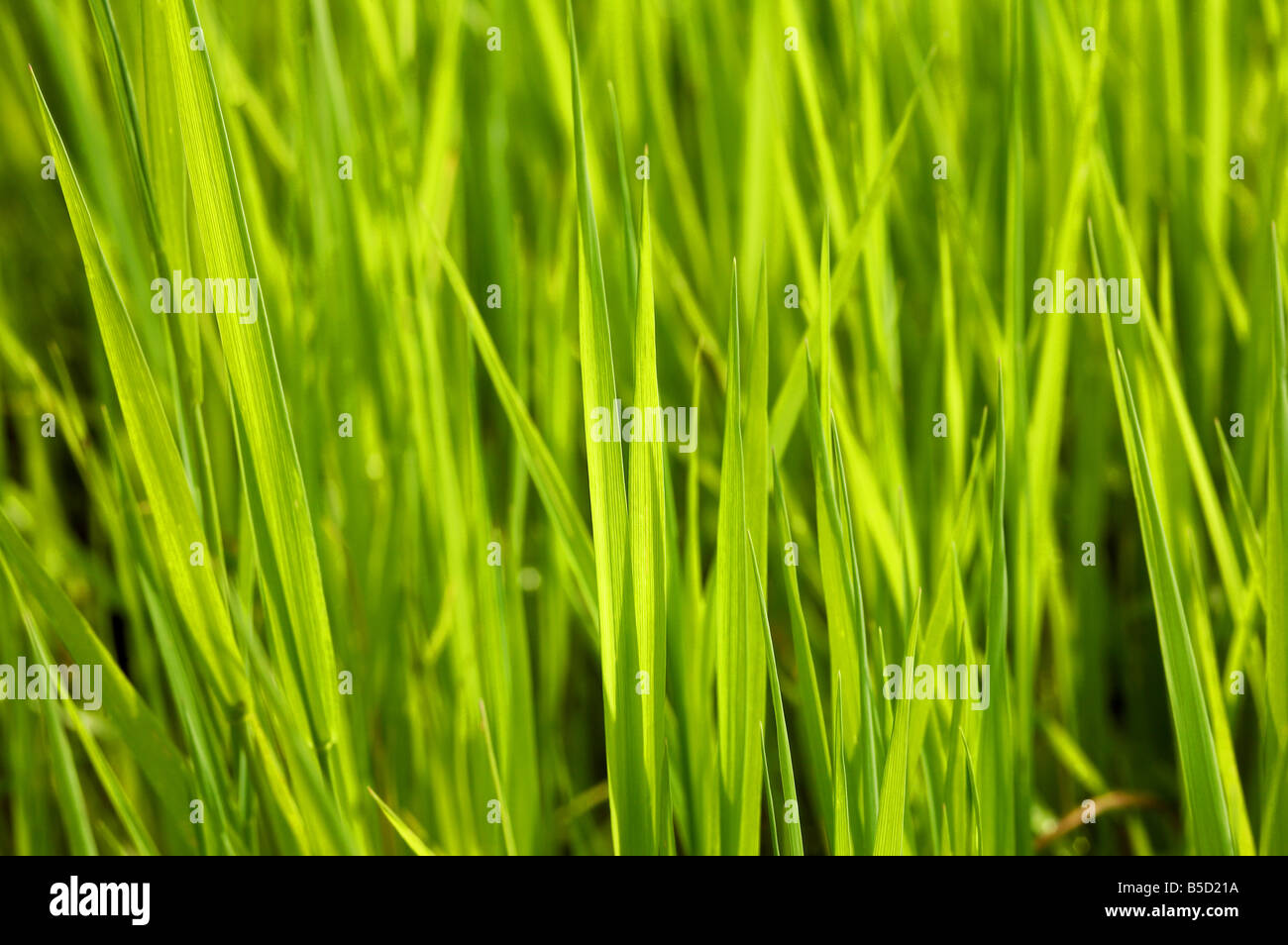 A close up green grass Stock Photo - Alamy