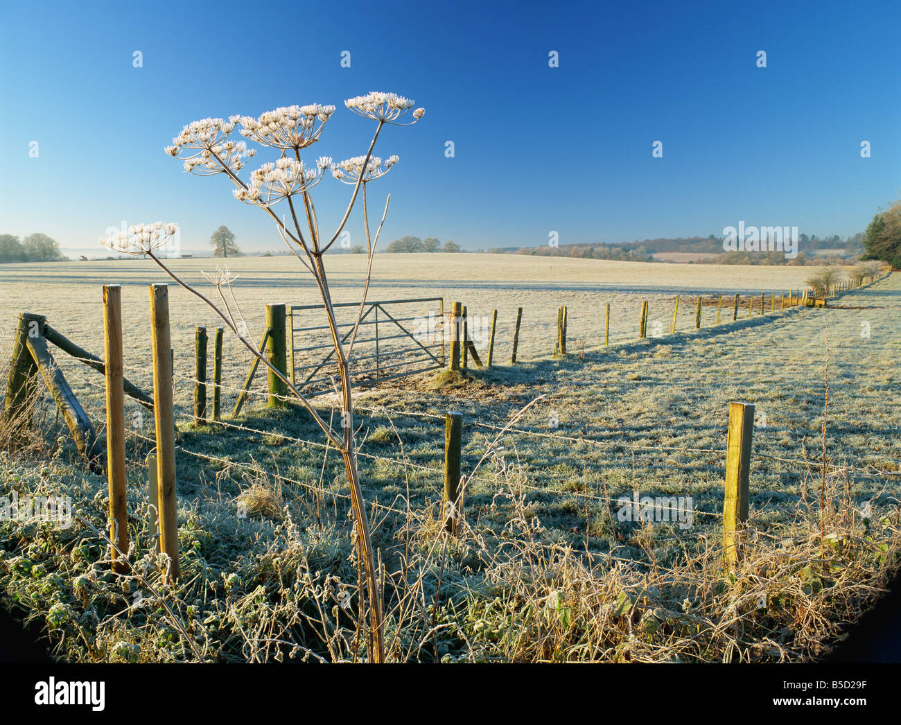 Frosty rural landscape, Puttenham, Surrey, England Stock Photo