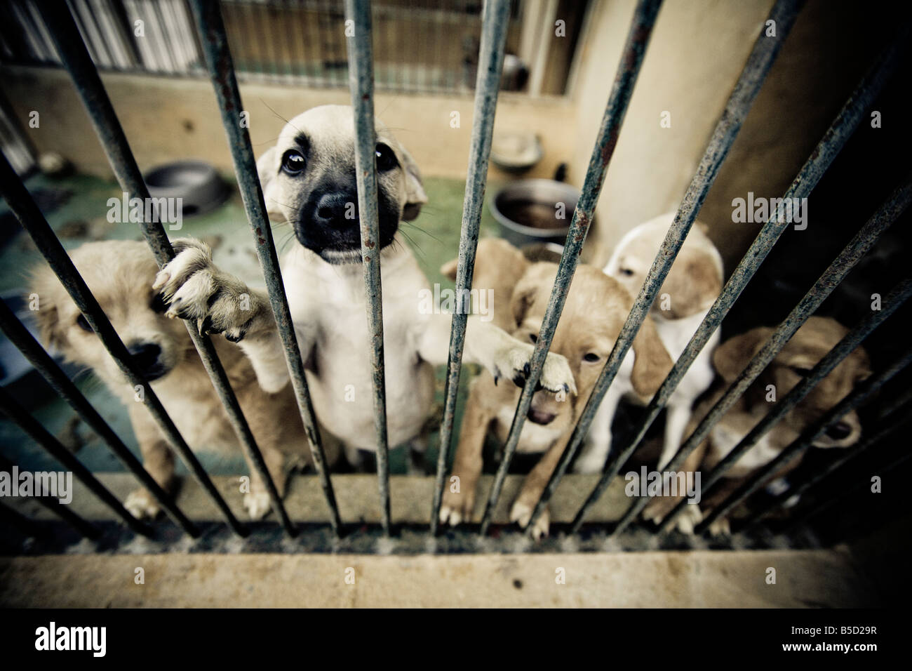 Puppies behind bar at a rescue center for abandoned dogs. Stock Photo