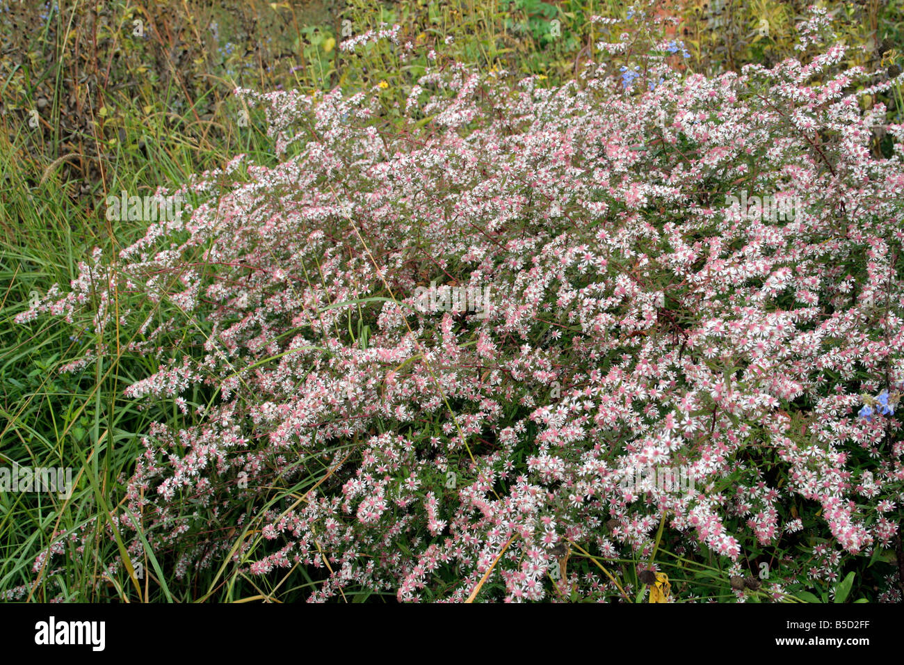ASTER LADY IN BLACK Stock Photo