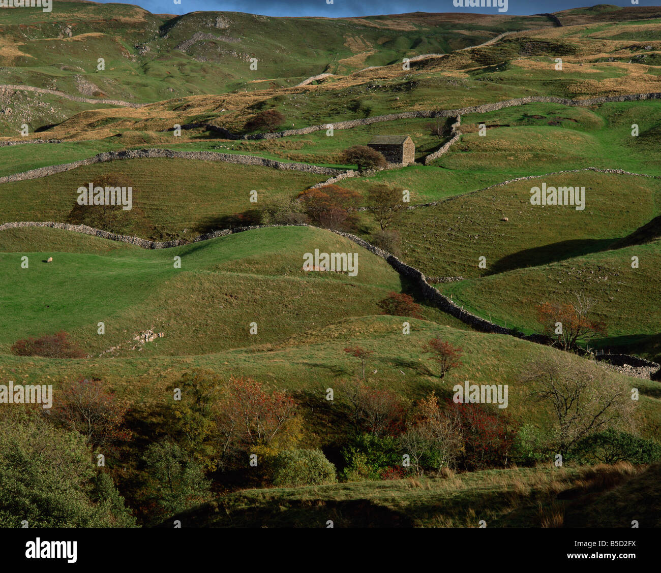Stone walled fields and farmhouse in valley Swaledale Yorkshire Dales