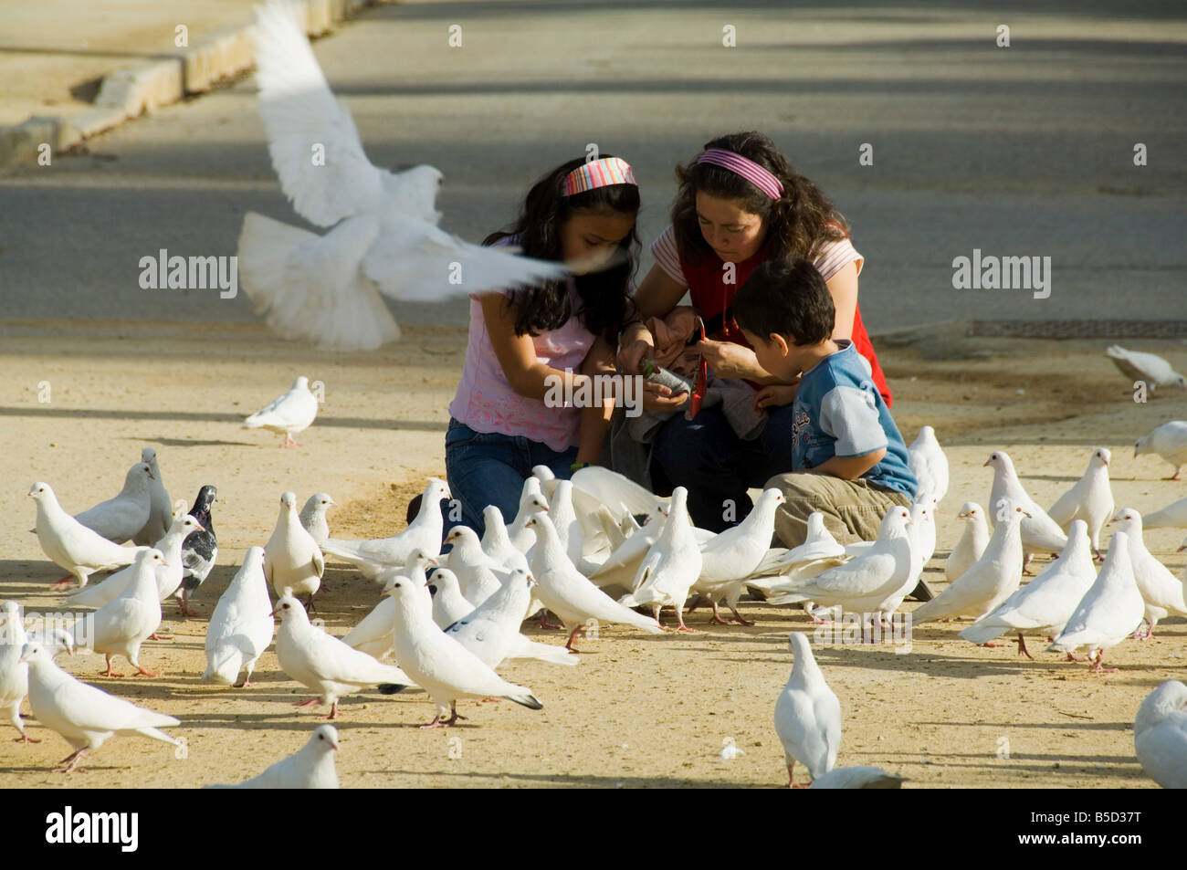 Pigeons at Plaza de America Parque Maria Luisa Seville Andalusia Spain Europe Stock Photo