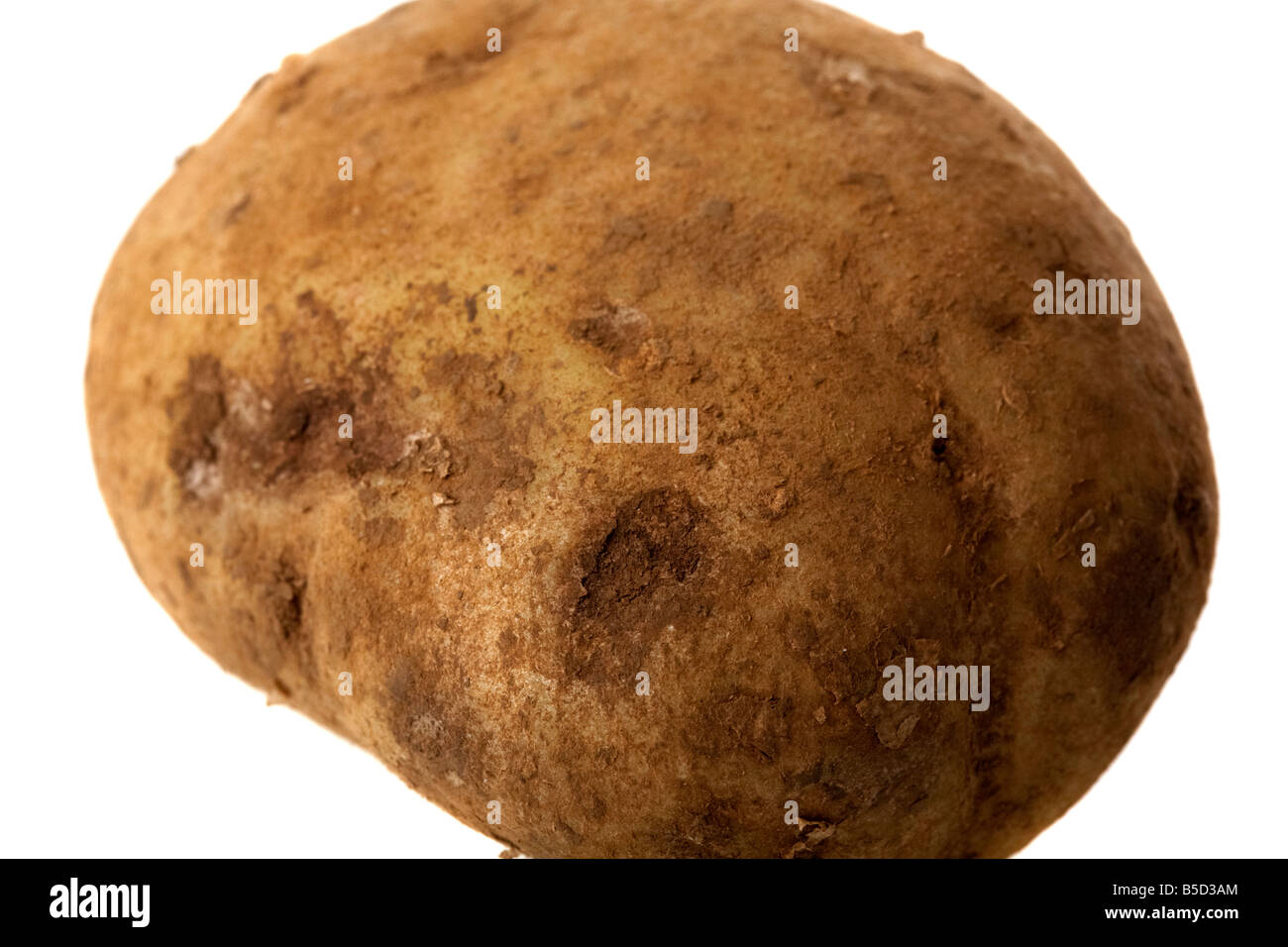 freshly dug irish potato covered in dirt Stock Photo