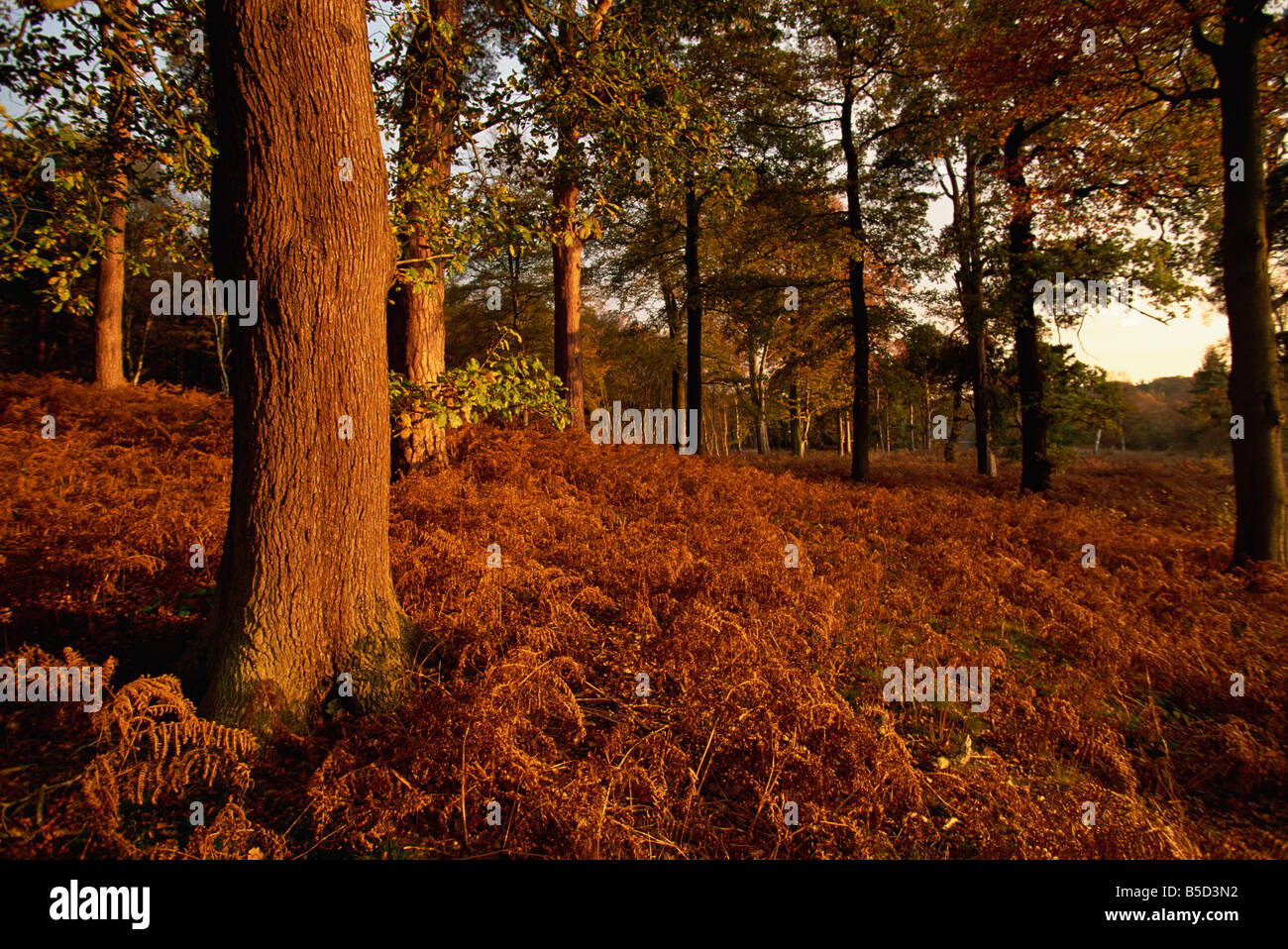 Autumnal colours Clumber Park Nottinghamshire England United Kingdom Europe Stock Photo