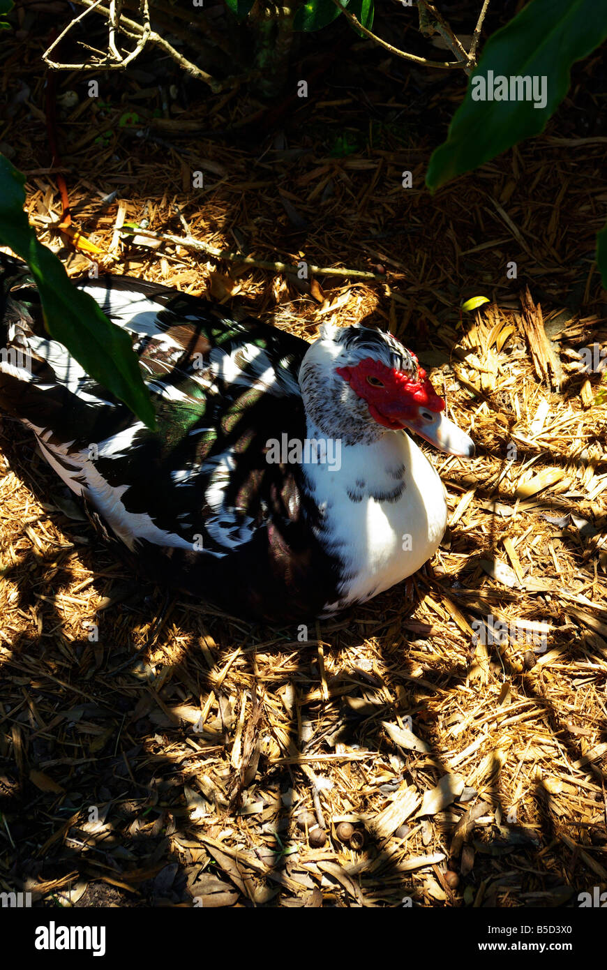 Ghetto duck hi-res stock photography and images - Alamy