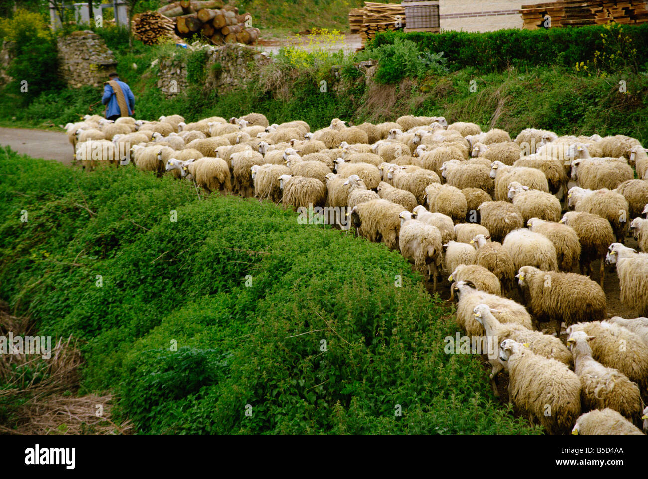 A shepherd leads his flock of sheep along a road at Belorado in a rural part of Burgos Old Castile Spain Europe Stock Photo