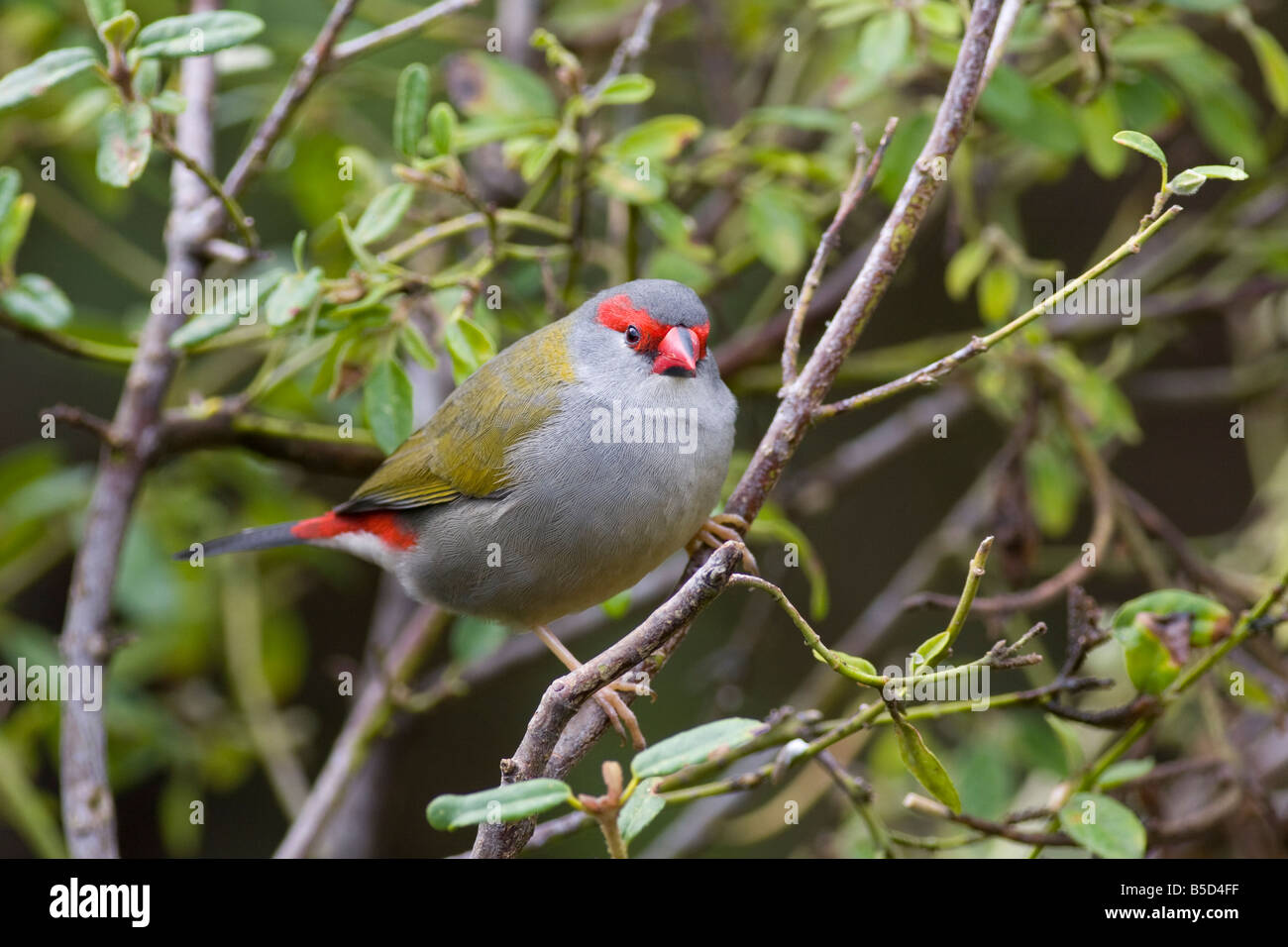 Red Browned Firetail in Cleland Wildlife Park Adelaide Southern Australia Stock Photo
