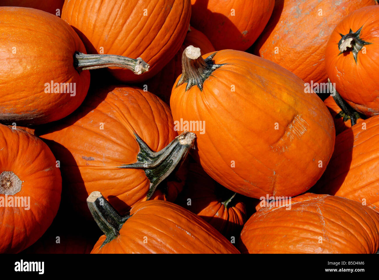 Pumpkins on Hay Bales (Cucurbita pepo) Stock Photo
