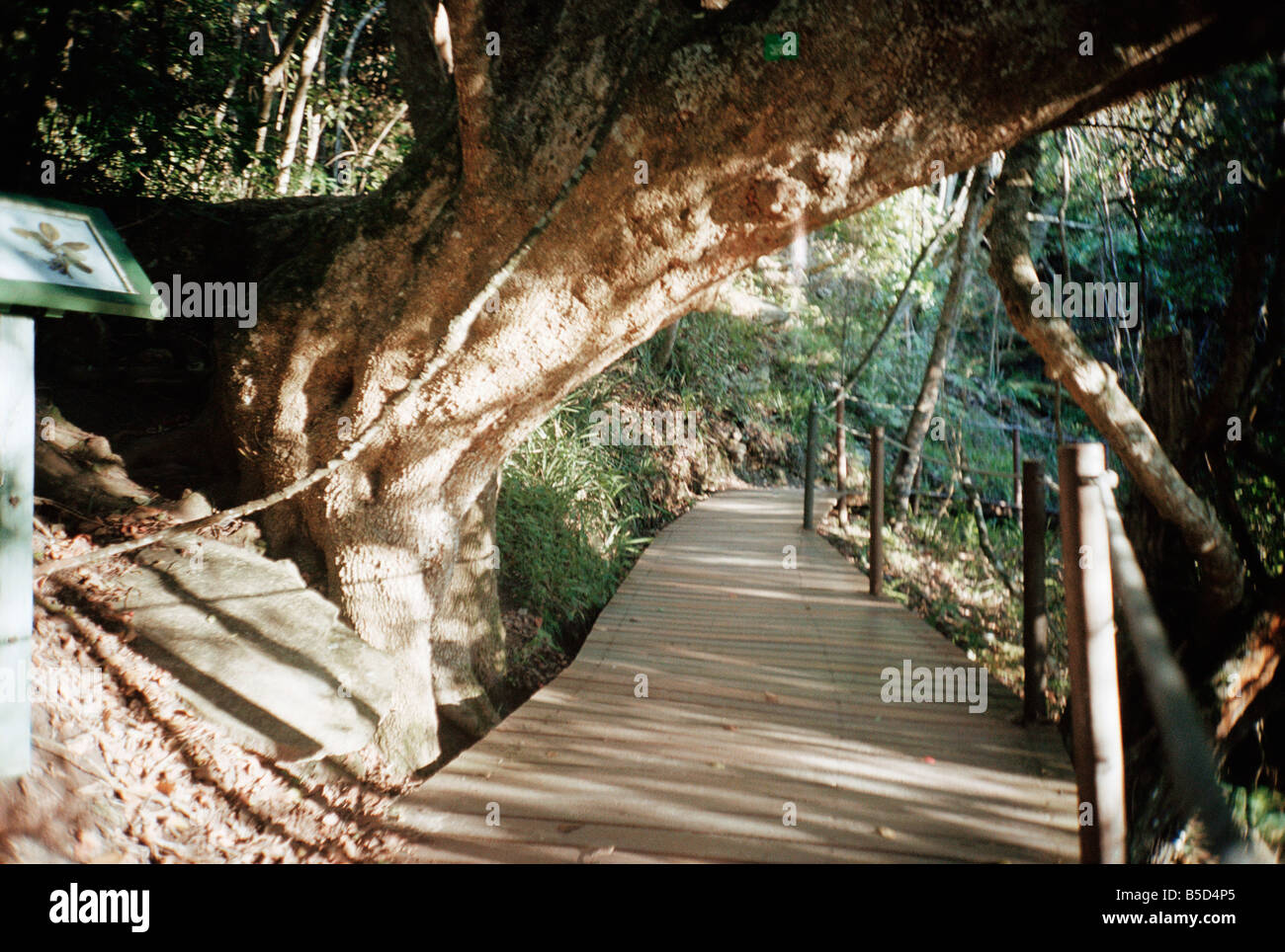 South Africa, Western Cape, Knysna Forest, Treetop tour, Canopy tour