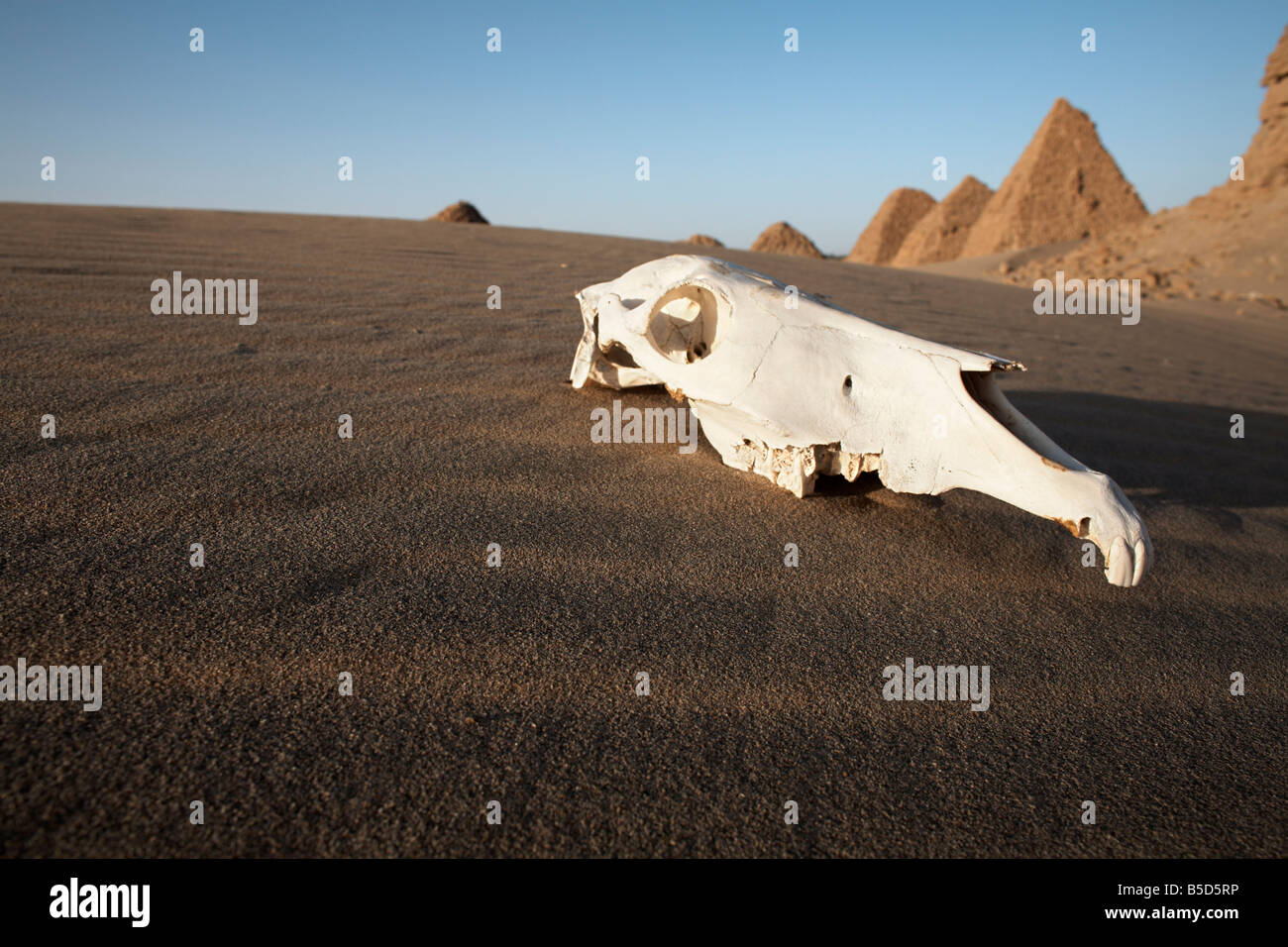 A camel skull at the royal cemetery of Nuri, burial place of King Taharqa, ancient ruler of the Kingdom of Kush, Karima, Sudan Stock Photo