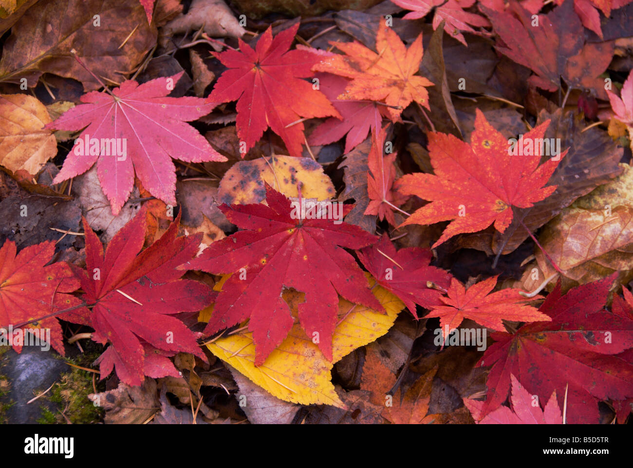 Fallen brightly coloured red momiji or Japanese maple leaves in the ...