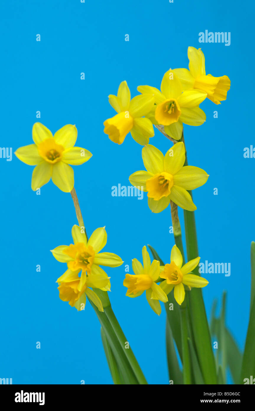 Lent Lily,Tenby Daffodil (Narcissus pseudonarcissus) flowering stems