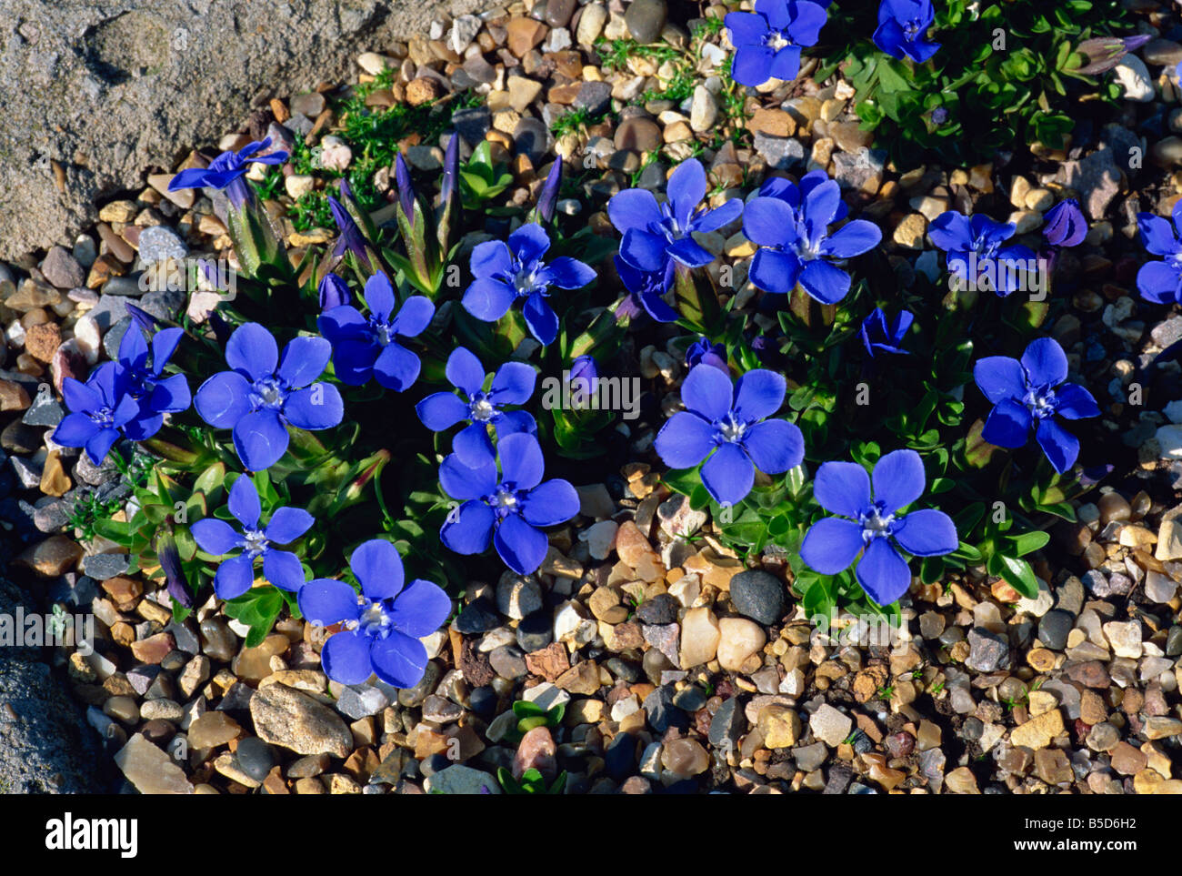 Blue gentian flowers Gentiana Verna taken at Wisley Surrey England R Rainford Stock Photo