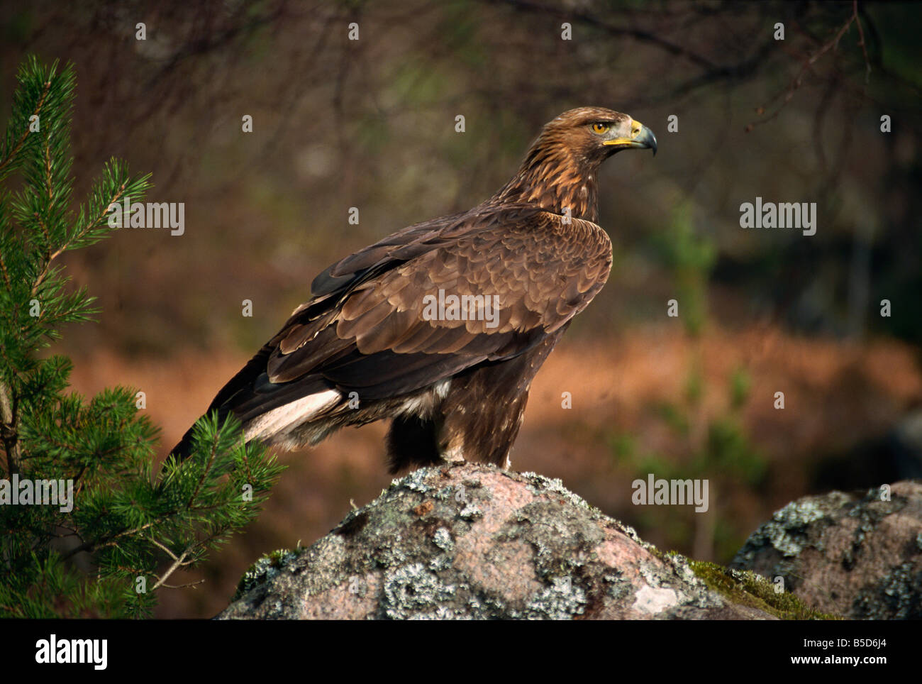 Portrait of a Golden Eagle Highlands Scotland UK R Rainford Stock Photo
