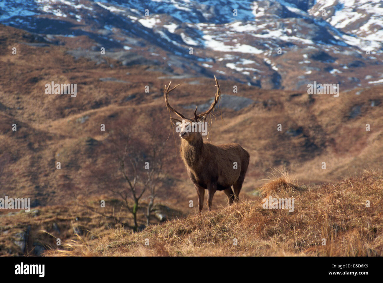 Portrait of a Red Deerl Highlands Scotland UK R Rainford Stock Photo