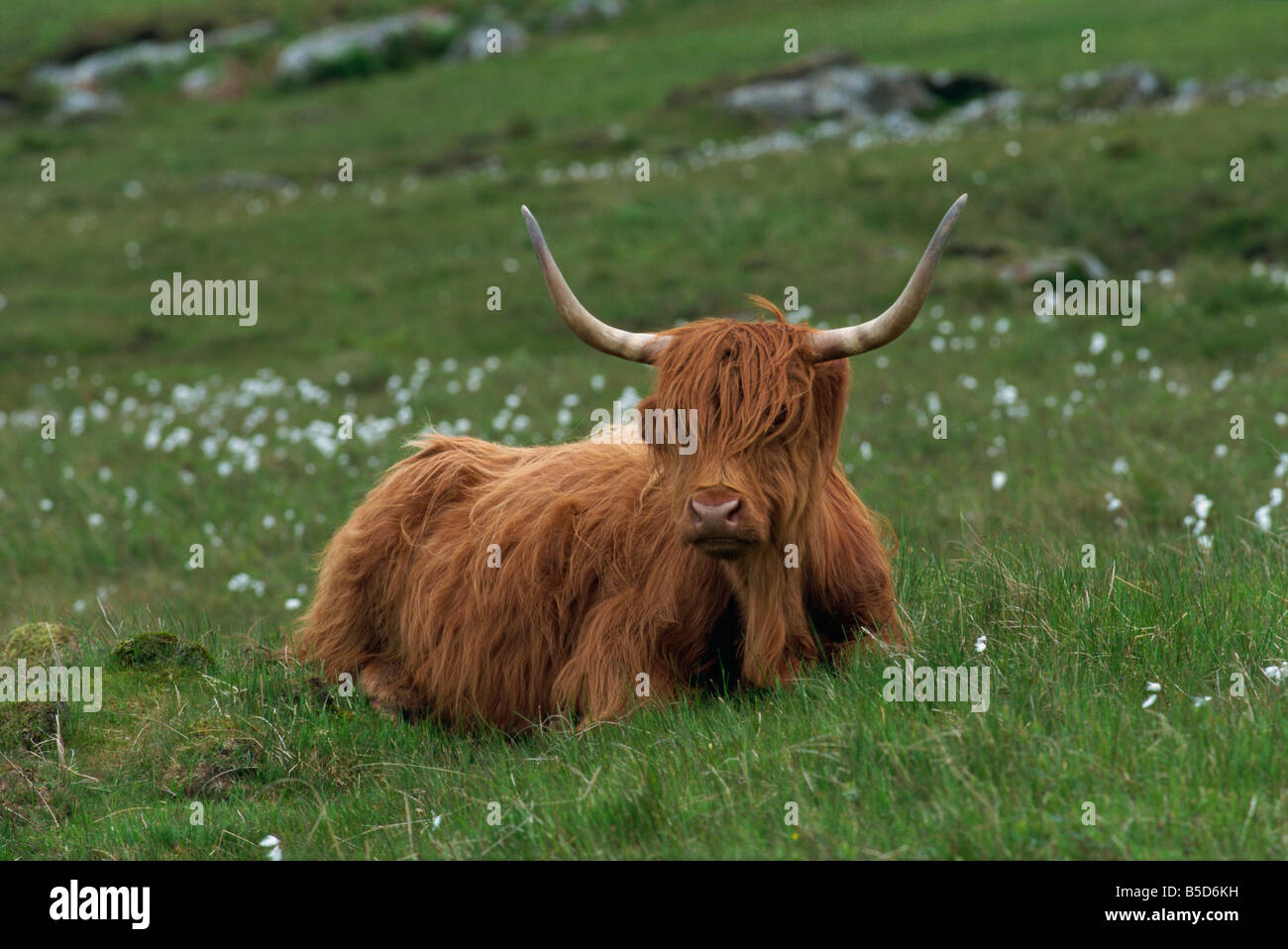 Highland Cattle Isle of Mull Scotland R Rainford Stock Photo