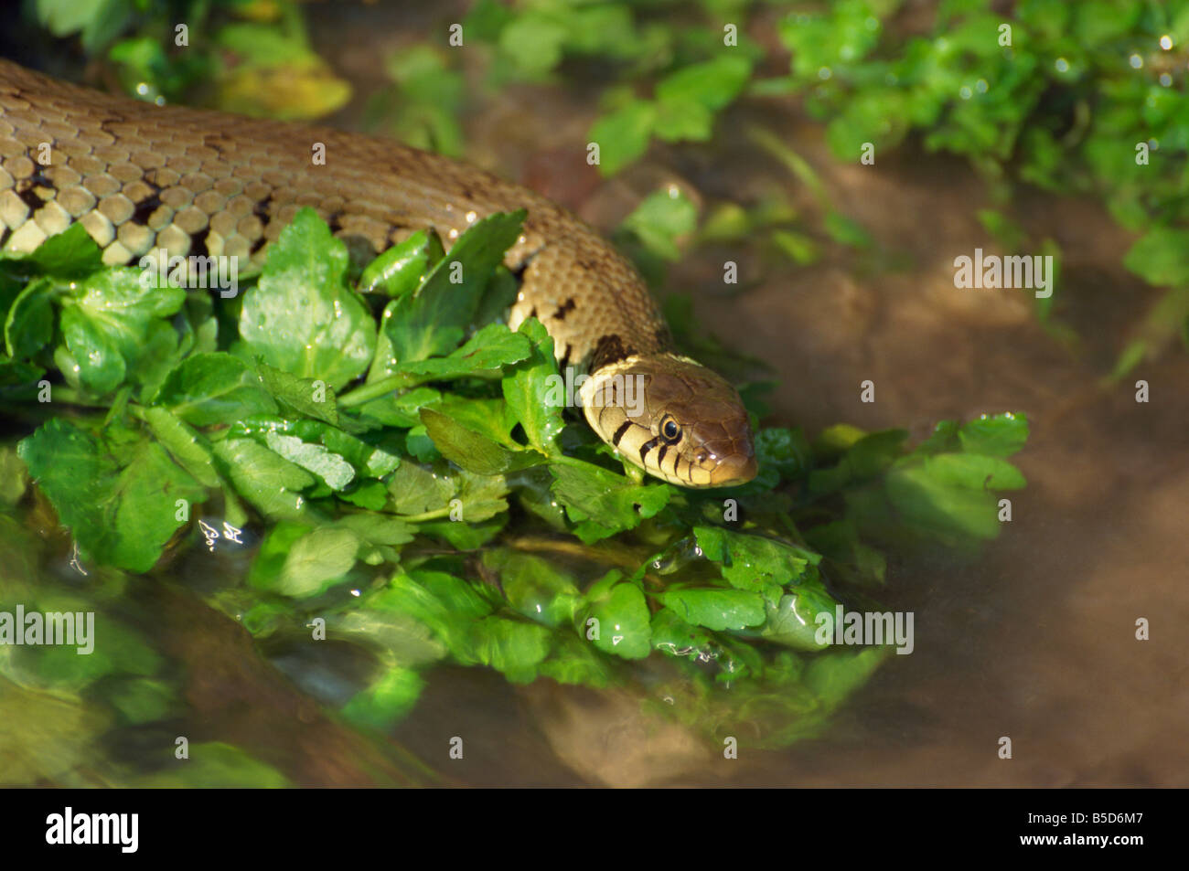 Grass Snake in stream Warwickshire England UK R Rainford Stock Photo