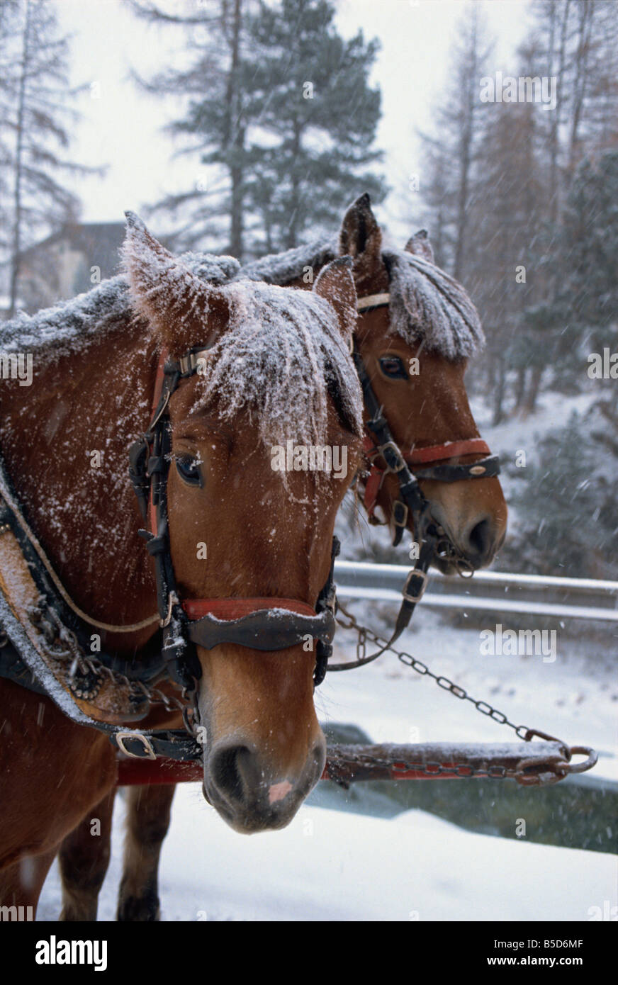 Horses pulling sleigh for sleigh rides to Pontressina in winter