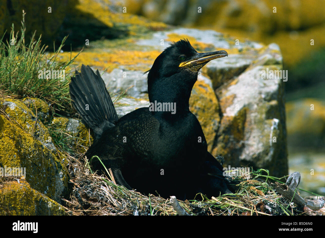Shag on nest Farne Islands Northumberland England UK R Rainford Stock Photo