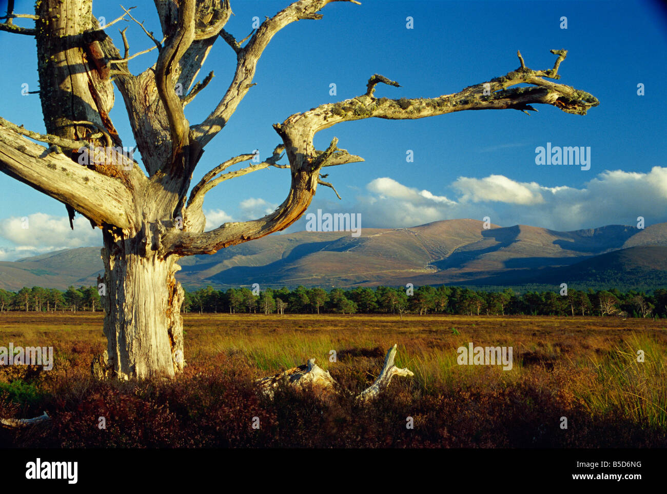 Old and dead Scots pine tree, Cairngorms in background, Highlands