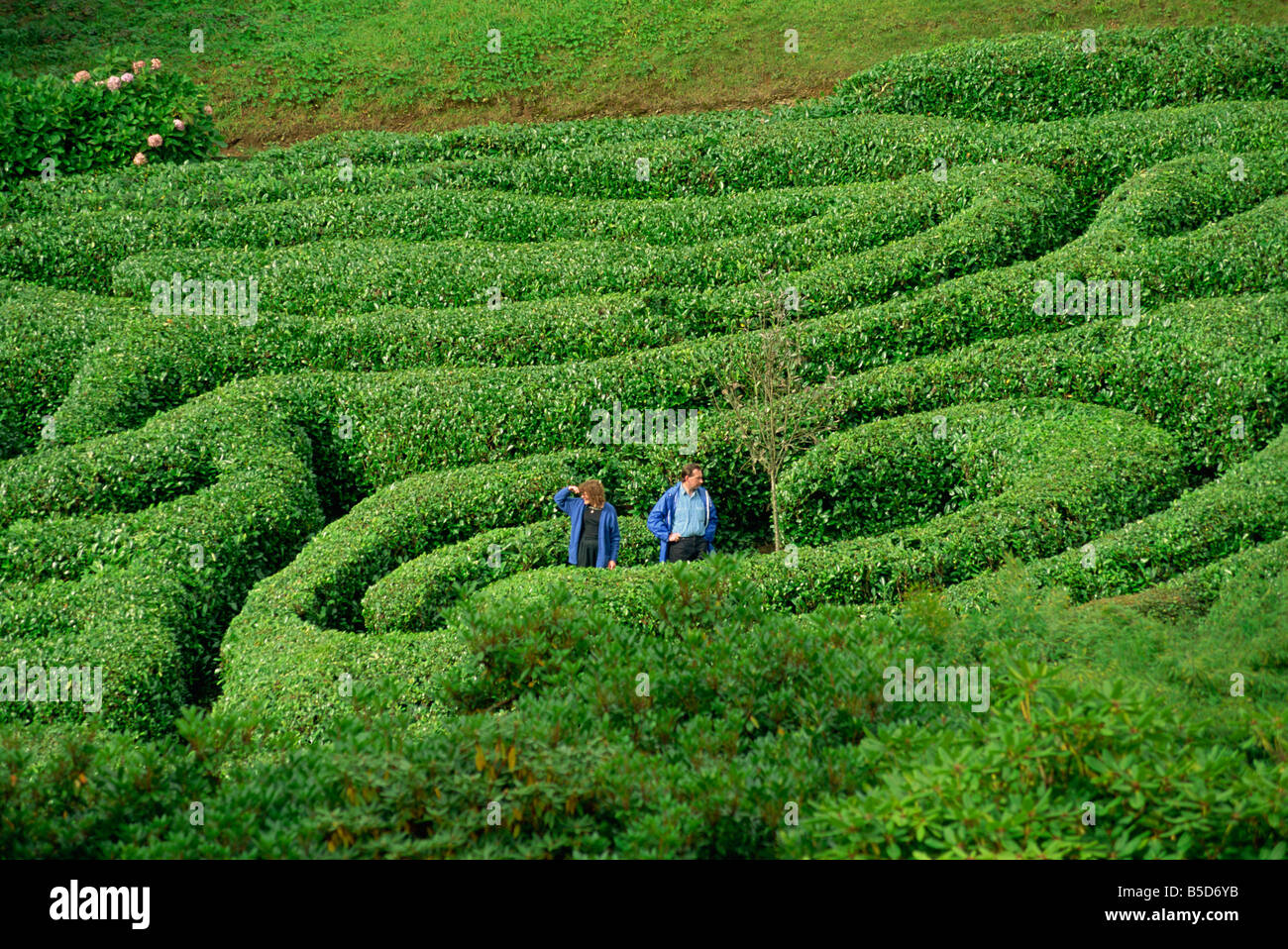 Two people lost in Glendurgan Maze, near Falmouth, Cornwall, England, Europe Stock Photo