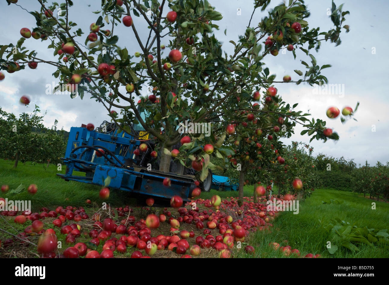 Machine harvesting Katy cider apples by shaking the trees Thatchers Cider Orchard Sandford Somerset England Stock Photo