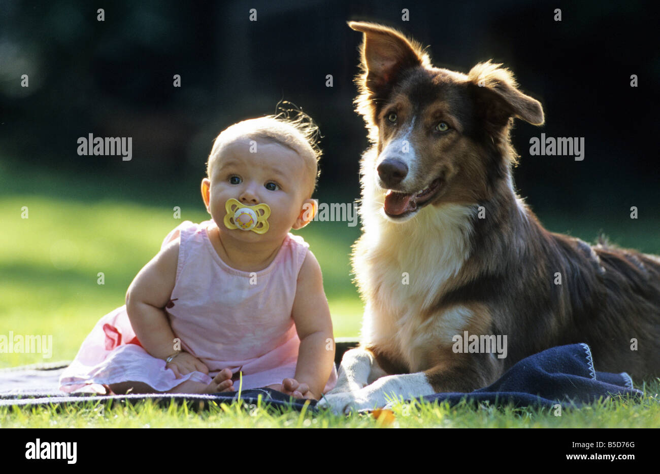 Australian Shepherd (Canis lupus familiaris). Baby sitting next to dog on a blanket on a lawn Stock Photo