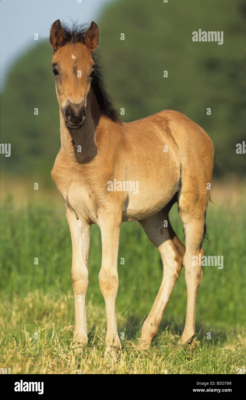 Paso Fino (Equus caballus), foal standing on a meadow Stock Photo