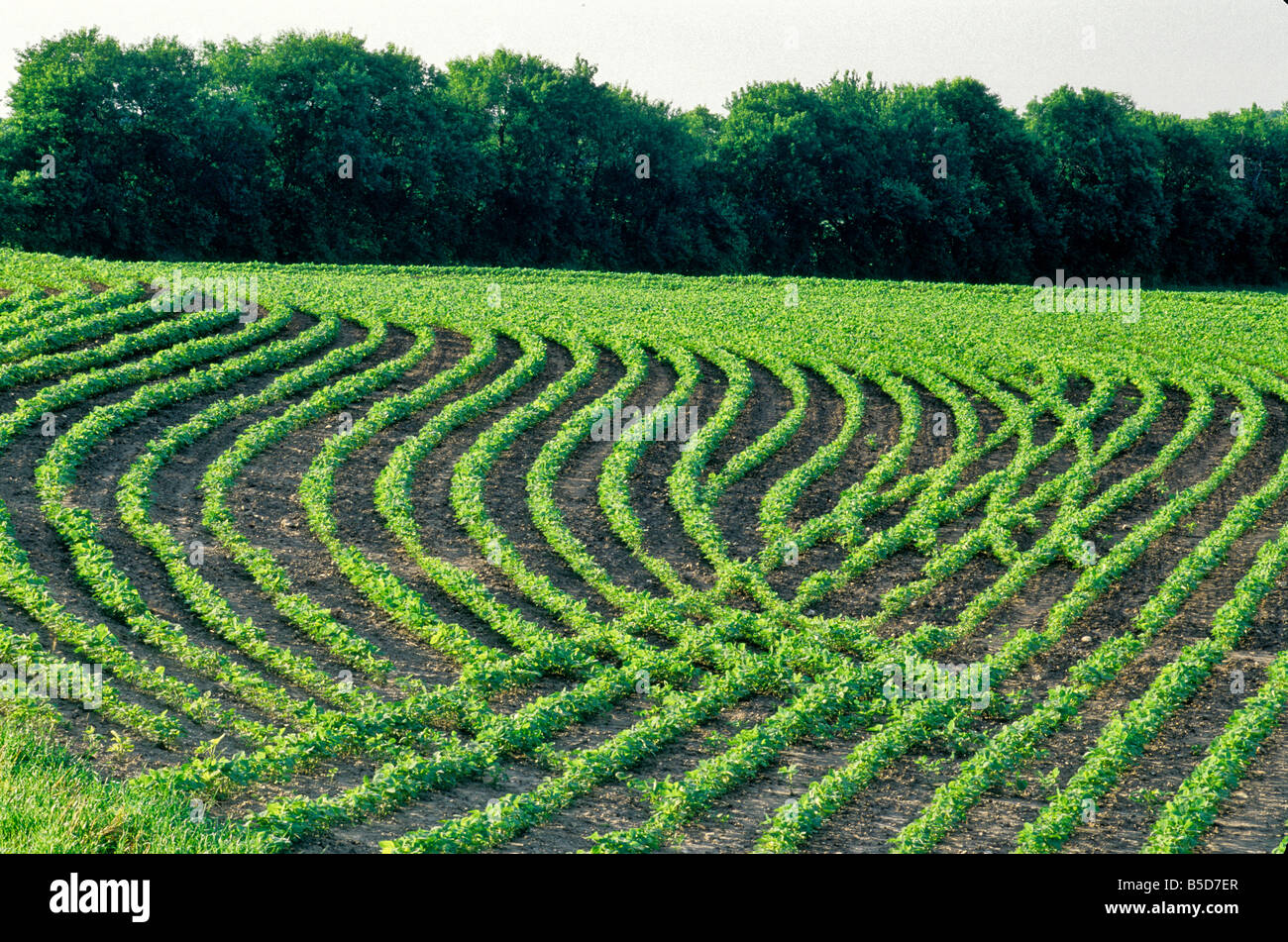 Soybeans, young plants growing in contoured field. Stock Photo