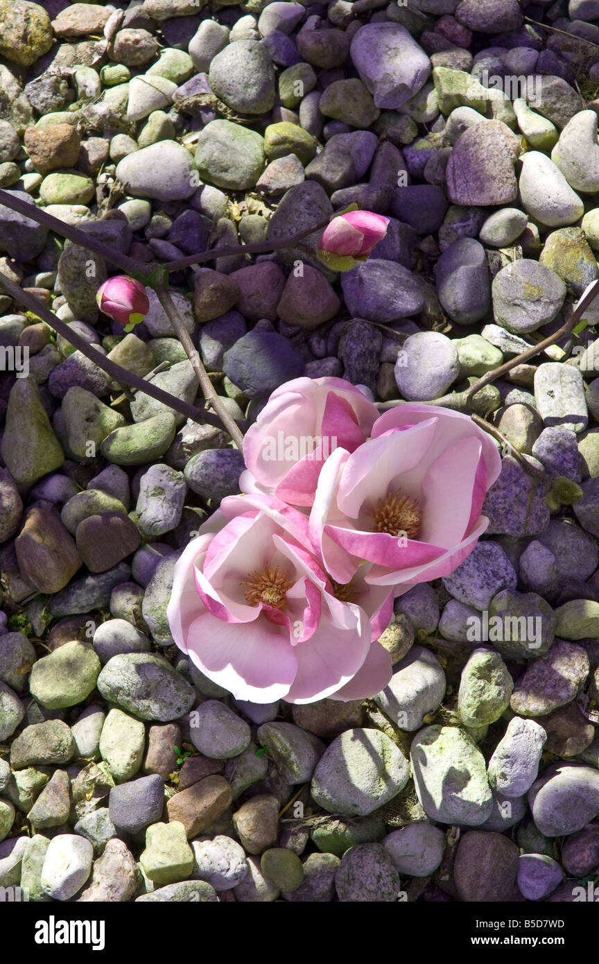 Magnolia Soulangeana Rustica Rubra Stock Photo - Alamy