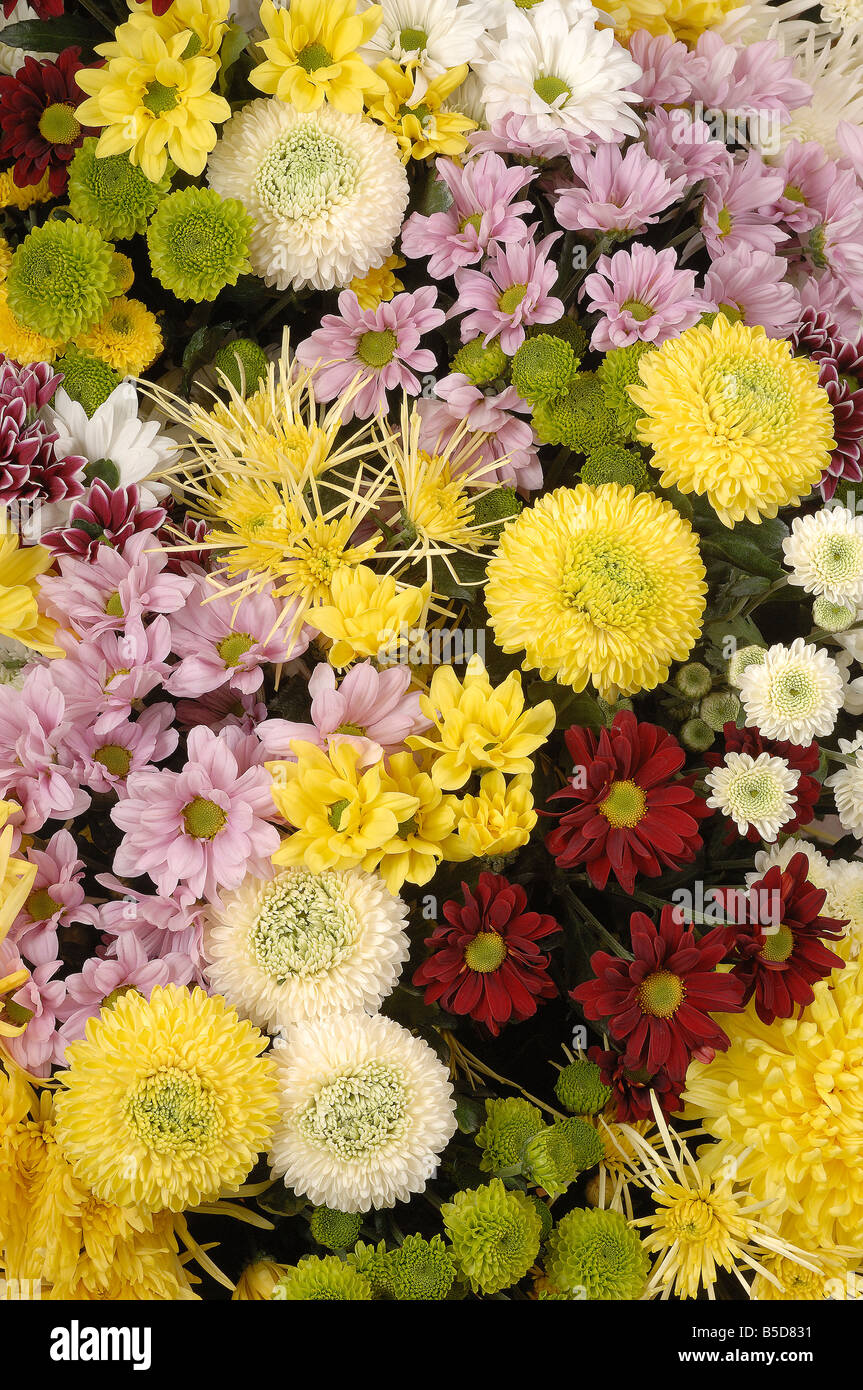 Chrysanthemums often called mums Stock Photo Alamy