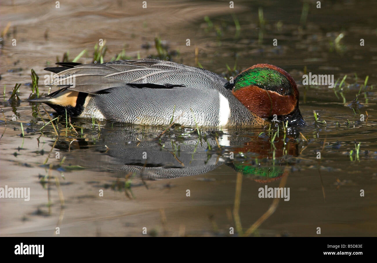Green-winged Teal Annas crecca male feeding on pond at King's Pond Victoria Vancouver Island BC in February Stock Photo