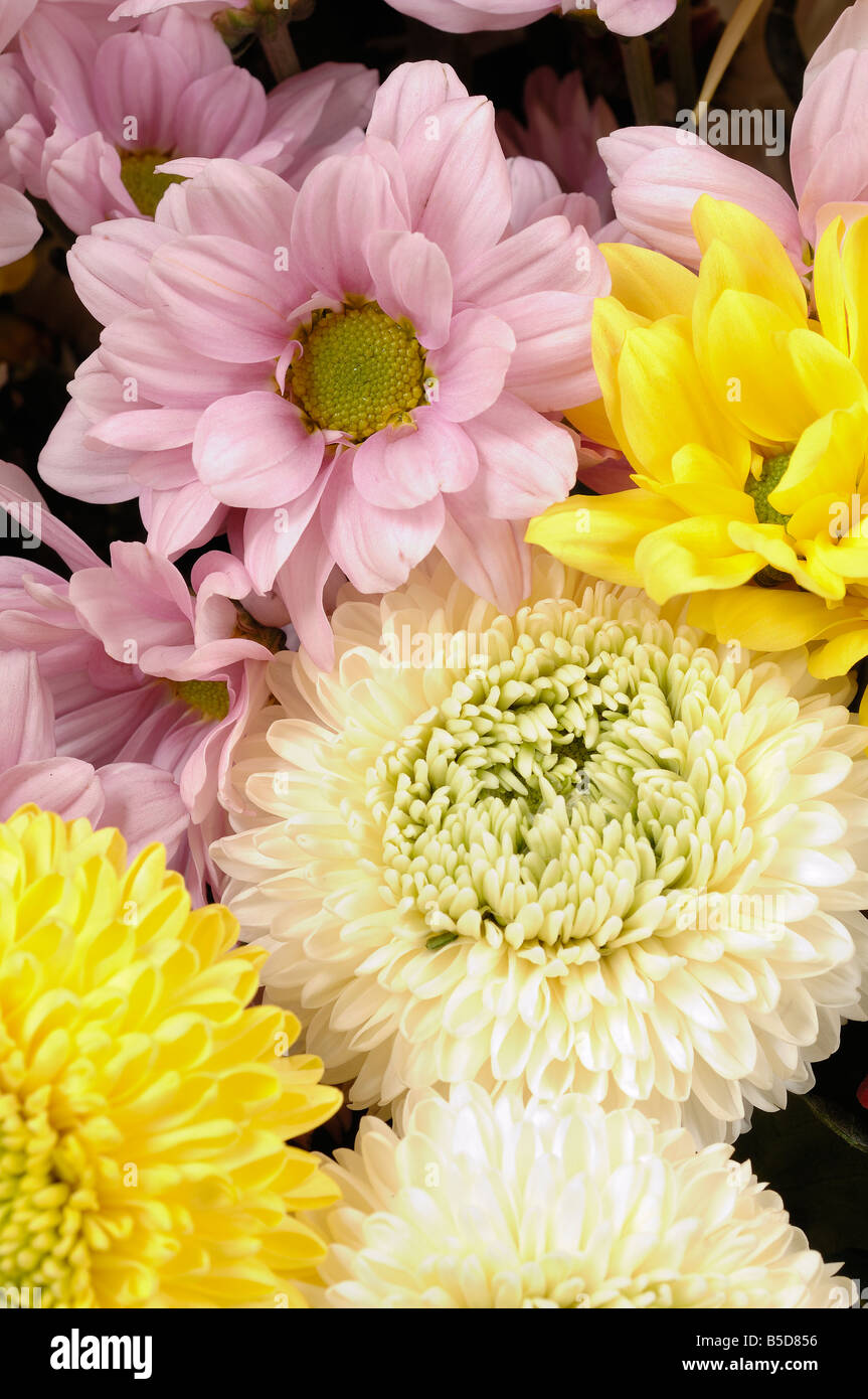 Chrysanthemums often called mums Stock Photo Alamy