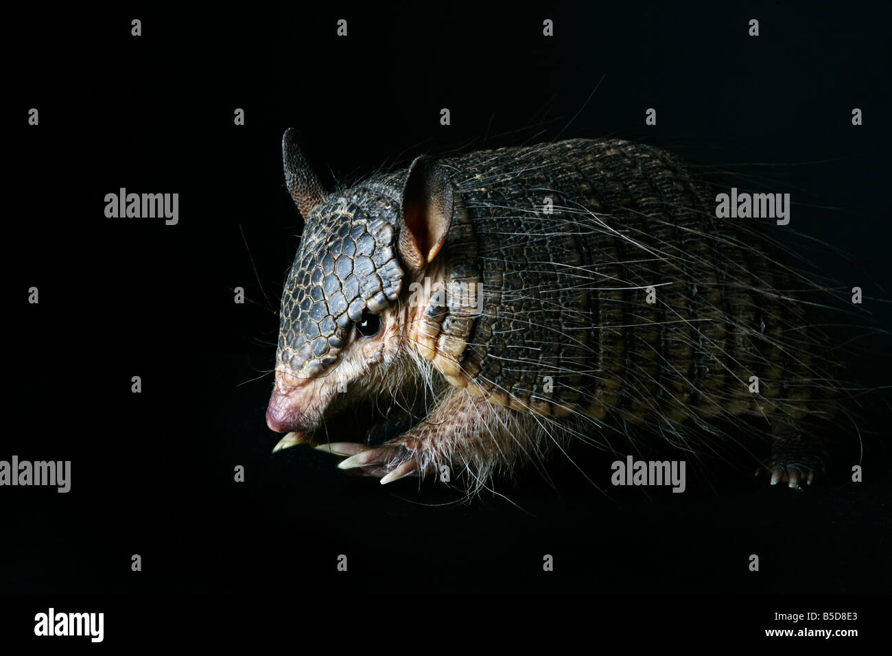 Female Screaming Hairy Armadillo on a black background Stock Photo Alamy