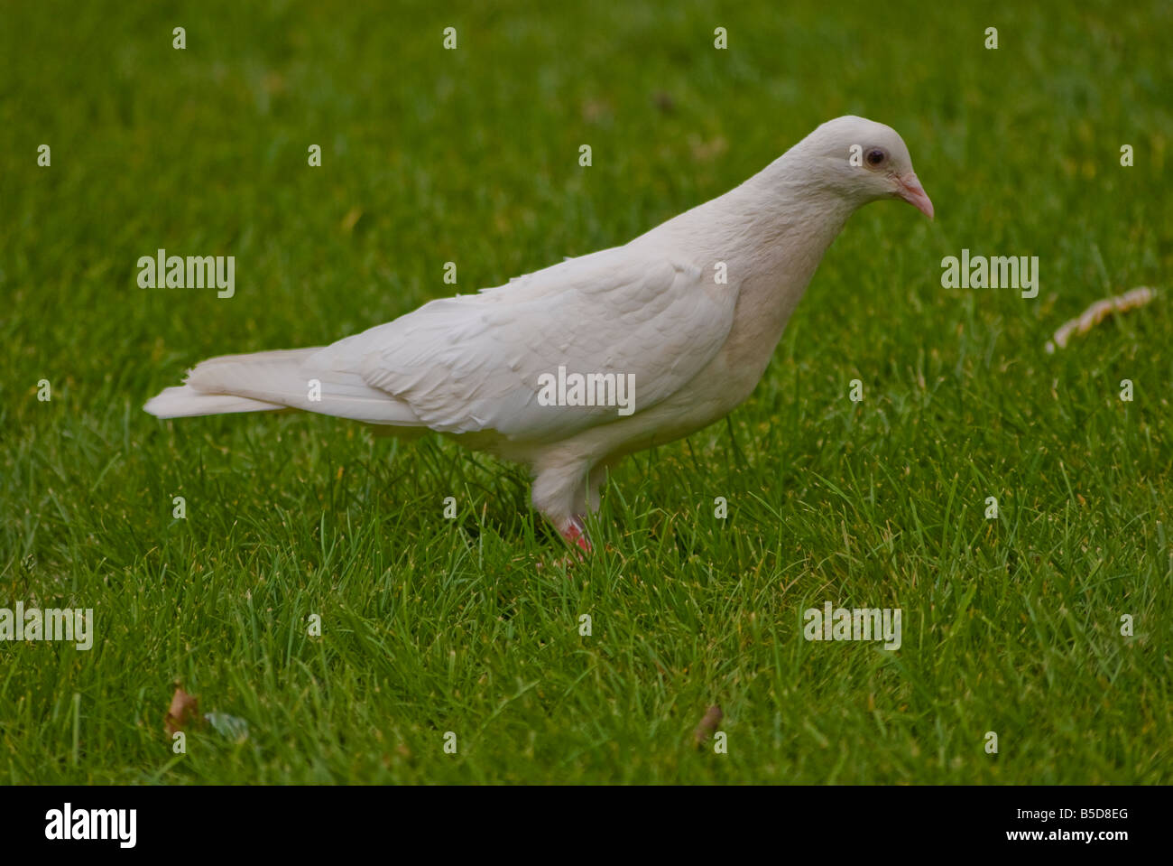White dove on green lawn Stock Photo Alamy