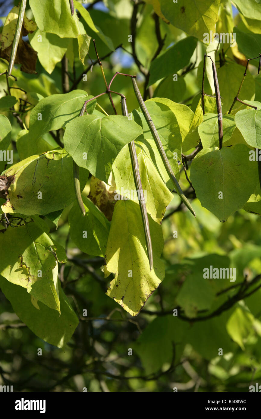 Indian Bean Tree, Catalpa bignonioides, Bignoniaceae. South East USA America Stock Photo