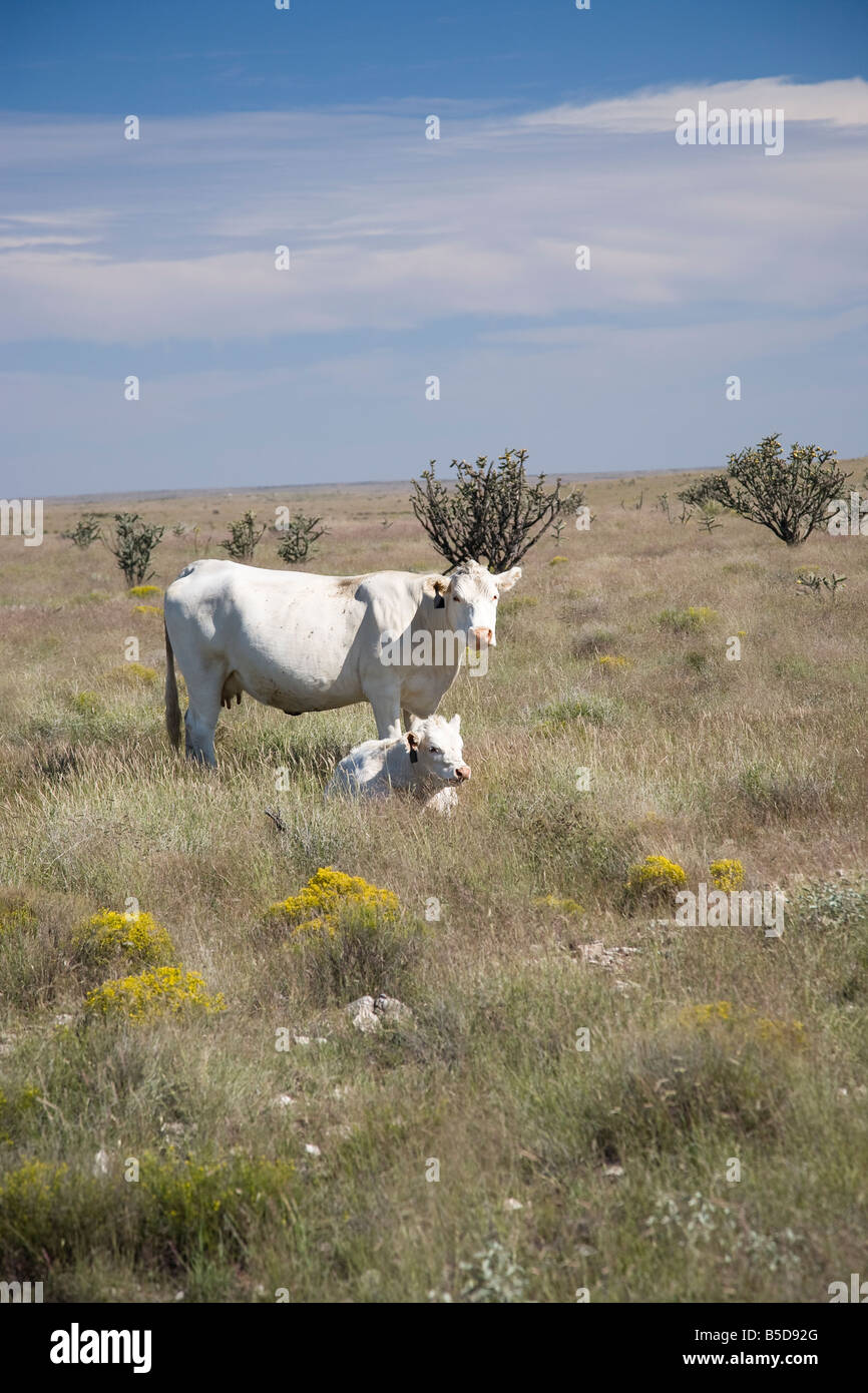 White cows on prairie in Arizona, USA Stock Photo