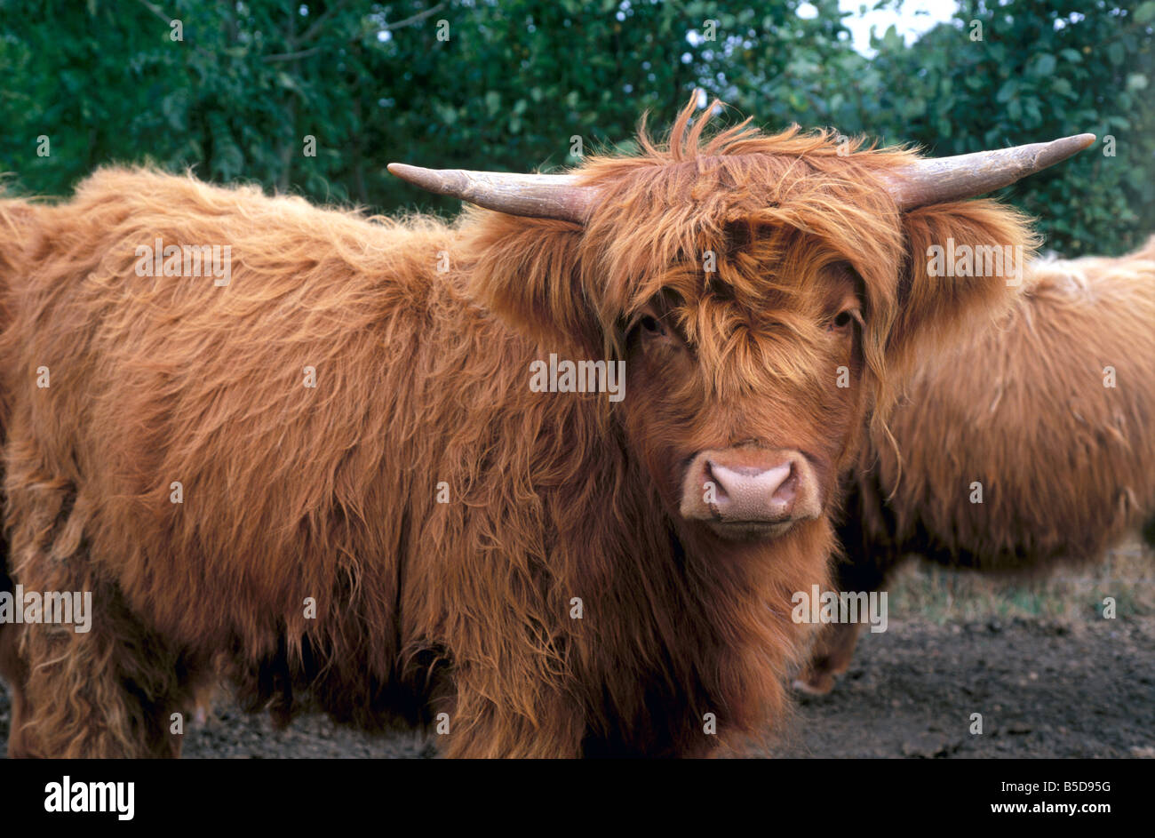 Highland cattle, Scotland, Europe Stock Photo