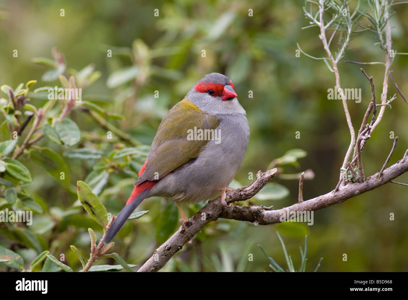 Red Browned Firetail Cleland Wildlife Park Adelaide Southern Australia Stock Photo