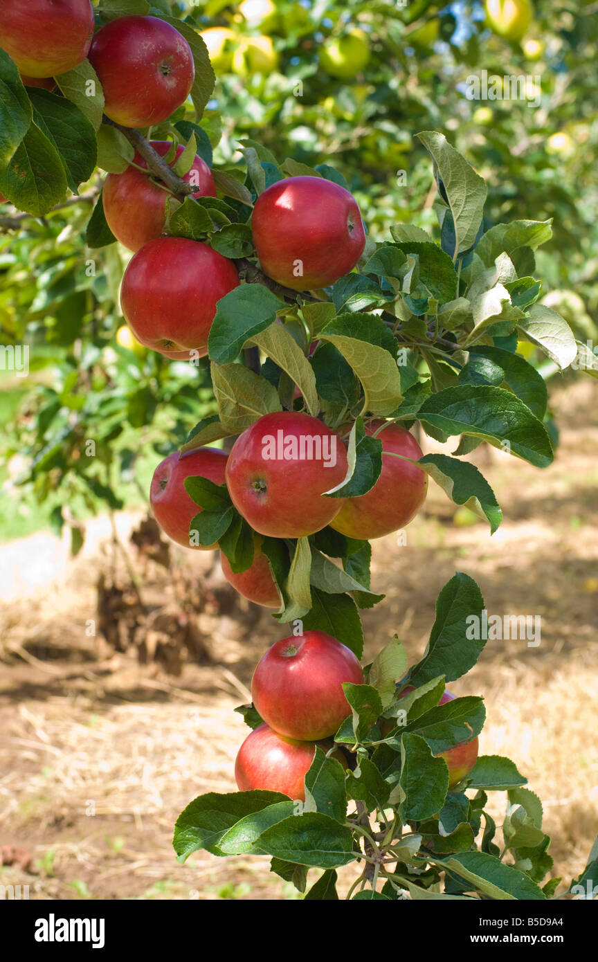 Katy cider apples Thatchers Cider Orchard Sandford Somerset England