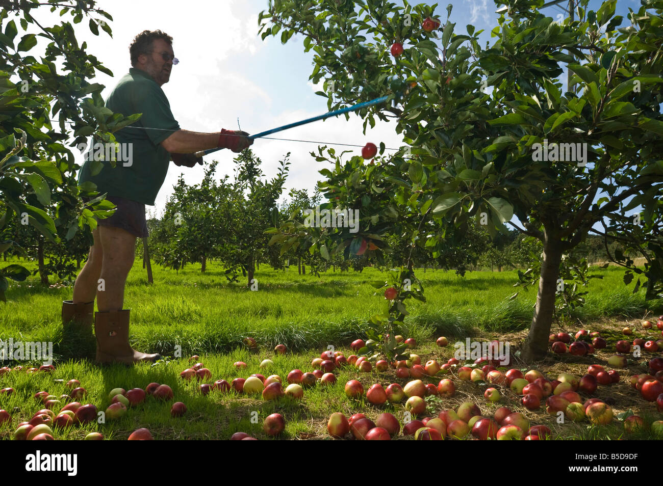 Harvesting remaining Katy cider apples after shaking the tree Thatchers Cider Orchard Sandford Somerset England Stock Photo