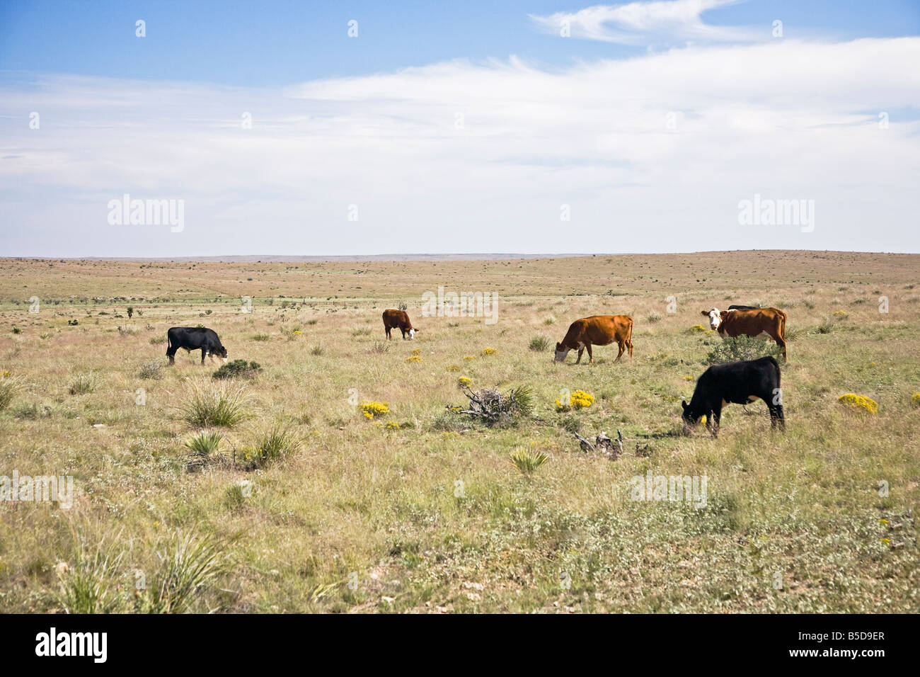 Herd of cattle on meadow in Arizona, USA Stock Photo