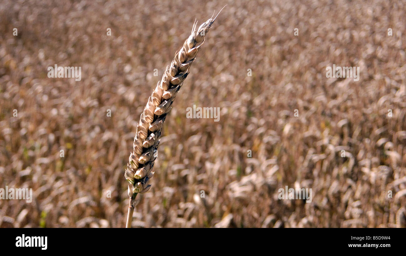 Ear of wheat or corn in a filed ready for harvest for either food or bio fuel blue sky Stock Photo