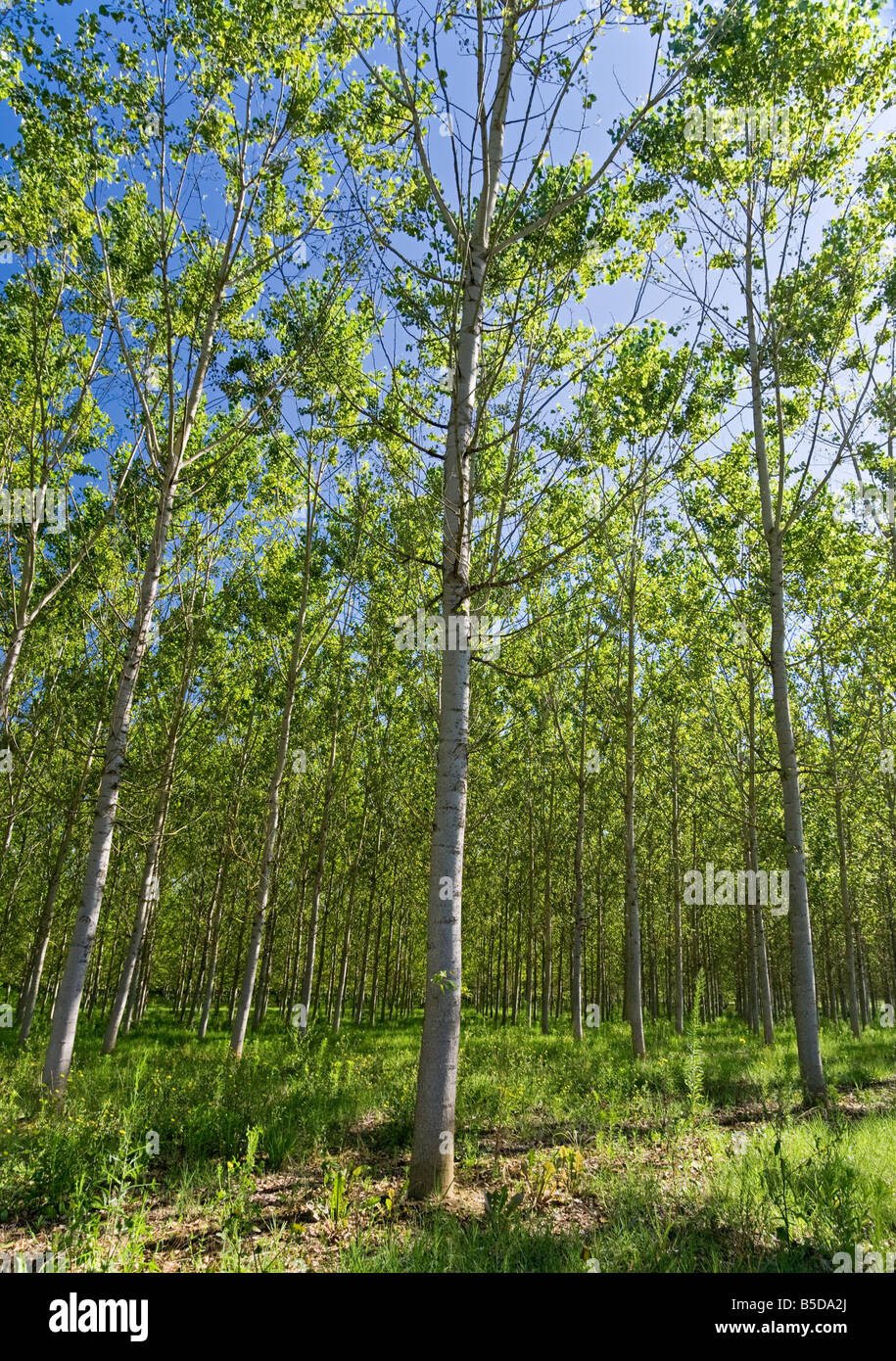 Managed forest of Silver Birch trees Tarn et Garonne Southwest France Europe Stock Photo