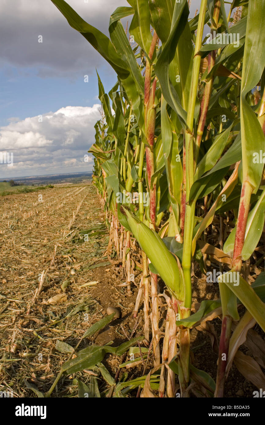 Maize crop growing in field Cotswolds UK Stock Photo Alamy