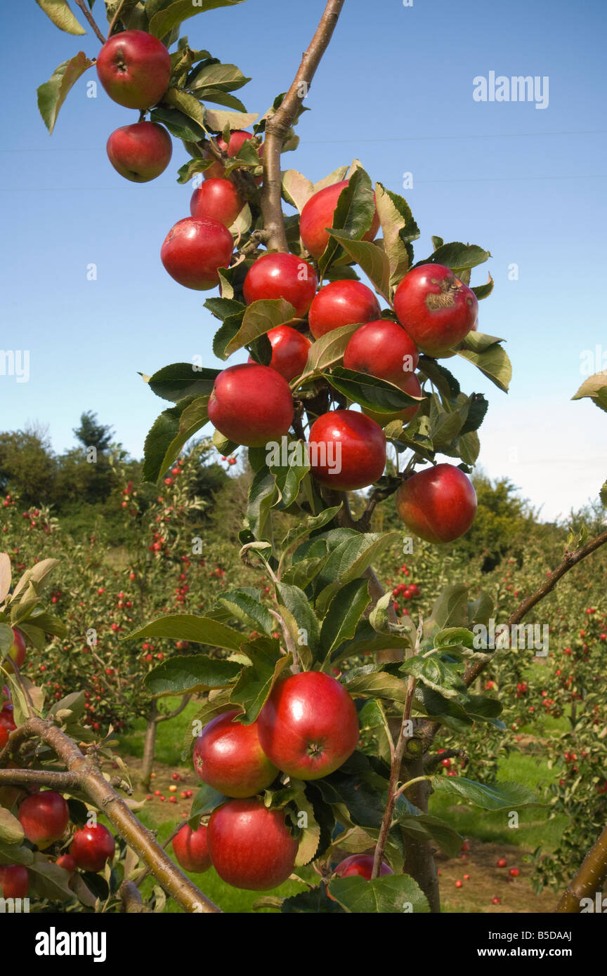 Katy cider apples Thatchers Cider Orchard Sandford Somerset England
