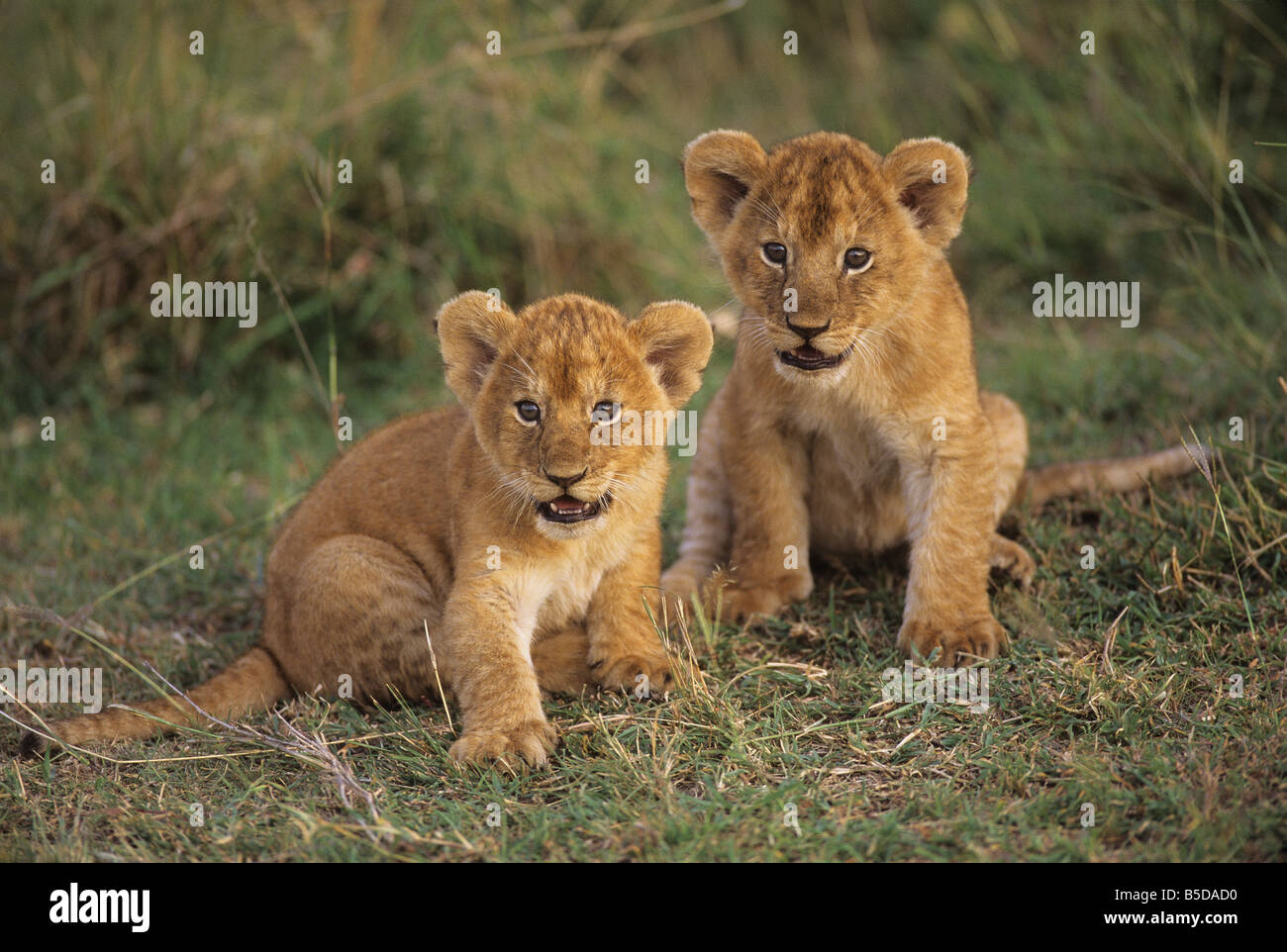 Lion Siblings Stock Photo