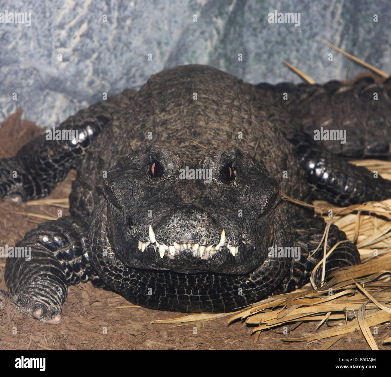 An extreme close up of the snout of a West African Dwarf Crocodile Stock Photo