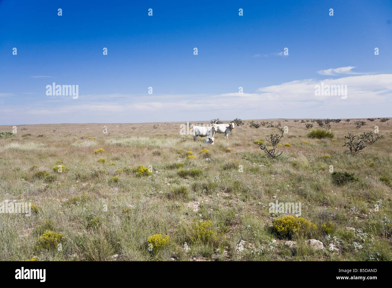 White cows on prairie in Arizona, USA Stock Photo