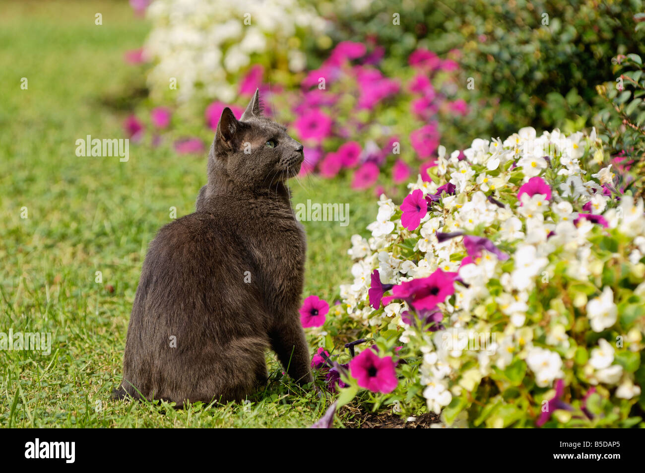 Gray Cat in Garden Stock Photo - Alamy